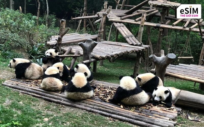 Thung lũng Đô Giang Yển mang đến trải nghiệm thanh bình khi du khách đi dạo cạnh gấu trúc đỏ